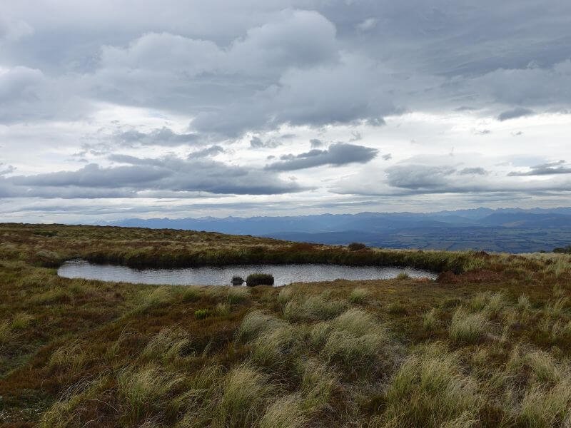 A small mountain pond surrounded by golden grass on the Kepler Track near Te Anau, with distant mountains visible beneath a moody sky on the way to Luxmore Hut.
